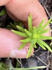 Sedum stenopetalum
