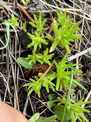 Sedum stenopetalum