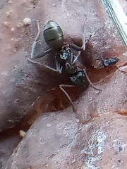 Formica fusca