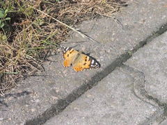 Vanessa cardui