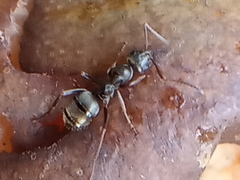 Formica fusca