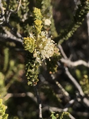 Agathosma roodebergensis