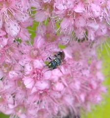 Hylaeus modestus
