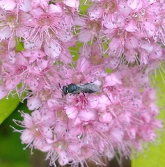 Hylaeus modestus