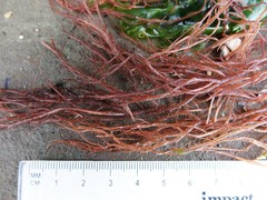 Gracilaria chilensis