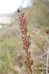 Triglochin concinna concinna