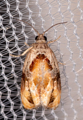 Zomaria interruptolineana