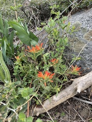 Castilleja applegatei pinetorum