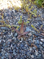 Castilleja victoriae