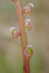 Triglochin concinna concinna