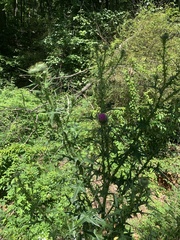 Cirsium carolinianum