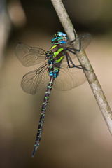 Rhionaeschna psilus