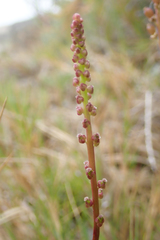 Triglochin concinna concinna