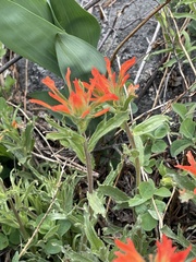 Castilleja applegatei pinetorum