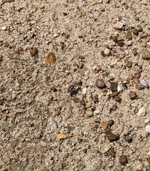 Ellipsoptera sperata