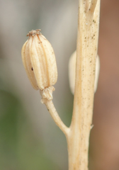 Triglochin concinna concinna