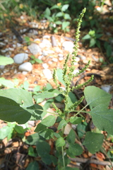 Amaranthus dubius