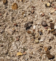 Ellipsoptera sperata