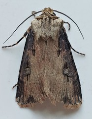 Agrotis volubilis