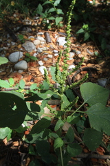 Amaranthus dubius