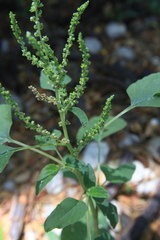 Amaranthus dubius