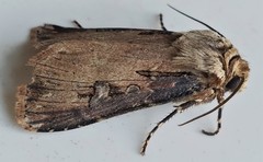 Agrotis volubilis