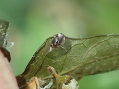 Clitostethus arcuatus