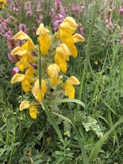 Phlomoides speciosa