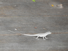 Anolis conspersus