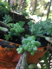 Sedum burrito