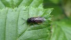 Monophadnus spinolae