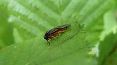 Monophadnus spinolae