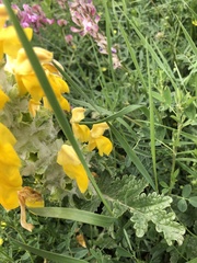 Phlomoides speciosa