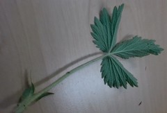 Potentilla thuringiaca