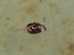 Clitostethus arcuatus