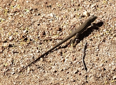 Aspidoscelis sonorae