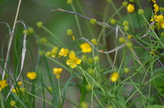 Ranunculus cassubicus