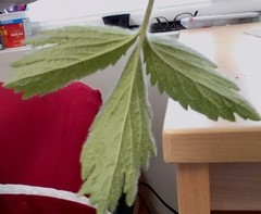 Potentilla thuringiaca