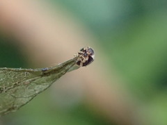 Clitostethus arcuatus