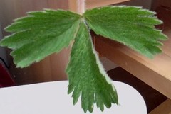 Potentilla thuringiaca