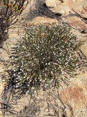 Phylica pauciflora