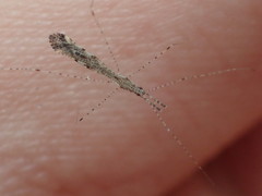 Empicoris rubromaculatus