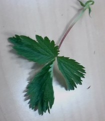 Potentilla thuringiaca