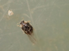 Clitostethus arcuatus