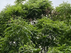 Trichilia tuberculata