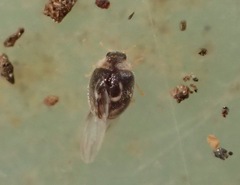 Clitostethus arcuatus