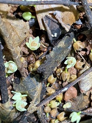 Trichilia tuberculata