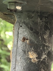 Parasteatoda lunata