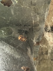 Parasteatoda lunata