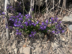 Polygala alpestris
